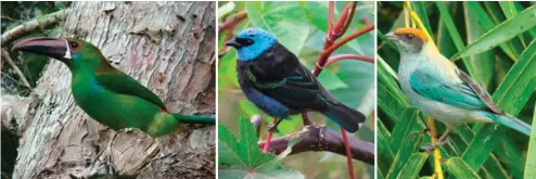  ?? CARLOS MARIO WAGNER ?? Above / Arriba: Emerald toucanet; blue-necked tanager; scrub tanager. Tucancito; tangara real; tangara rastrojera.