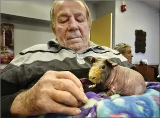  ?? JOHN RENNISON, THE HAMILTON SPECTATOR ?? Able Living resident Alan Kingston feeds Sheldon, the hairless guinea pig — or “skinny pig” — during a visit.