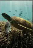  ??  ?? „ Synthetic particles were found in more than 100 sea turtles.