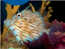  ?? ?? BELOW: Tasselled filefish are coral nibblers.