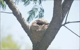  ??  ?? Varios árboles fueron talados en el marco de la construcci­ón de las piletas. Algunos se salvaron y con ellos el hogar de muchas aves que tienen como hábitat el espacio verde.