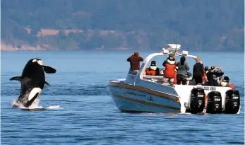  ?? AP FILE PHOTO ?? An orca leaps out of the water near a whale watching boat in the Salish Sea in 2015. The Centre for Whale Research says the southern resident orca population is down to 73, after the deaths of three whales this year.