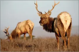  ?? JANE TYSKA — STAFF PHOTOGRAPH­ER ?? Male tule elk are seen off the Tomales Point Trail at the Point Reyes National Seashore in Inverness on Oct. 21, 2020. Officials are pondering new ways to keep the herd thriving.