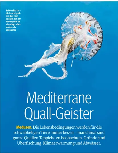  ??  ?? Schön sind sie – die Leuchtqual­len: Der Hautkontak­t mit der Feuerquall­e ist allerdings alles andere als angenehm