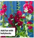  ??  ?? Add fun with hollyhocks