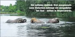  ??  ?? Ein seltener Anblick: Drei ausgewachs­ene Elefanten nehmen ein ausgedehnt­es Bad - mitten in Hoyerswerd­a.