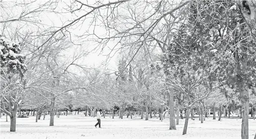  ?? LUIS TORRES /EL HERALDO DE JUÁREZ ?? El parque El Chamizal quedó totalmente blanco por la caída de nieve