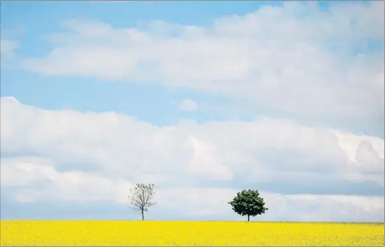  ?? SVEN HOPPE / GETTY ?? Colza y autos La Baja Baviera es un territorio eminenteme­nte agrícola donde predominan los campos de colza como el de la foto; el sector del automóvil llegó a la zona en la década de los sesenta