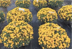  ?? PROVIDED BY RODD MOESEL ?? Cushion garden mums bursting out in fall colors at Precure Nursery as they get ready for sale to Oklahoma gardeners ready to beautify their yard with these hardy perennials.
