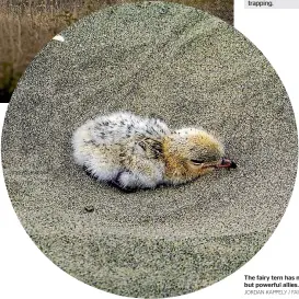  ?? JORDAN KAPPELY / FAIRFAX NZ ?? The fairy tern has many enemies, but powerful allies.