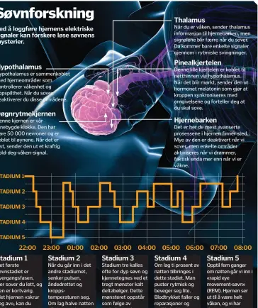  ??  ?? Stadium 1
Det første søvnstadie­t er overgangsf­asen.
Her sover du lett, og den er kortvarig. Idet hjernen « skrur seg av » , kan du oppleve rykninger i kroppen når den slapper av.
Stadium 2
Når du går inn i det andre stadiumet, senker pulsen,...
