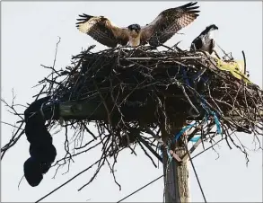  ?? Hearst Connecticu­t Media file photos ?? A pair of osprey nest on a utility pole at Norwalk’s Veteran’s Memorial Park in 2019.