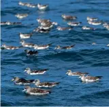 ?? ?? Cory’s Shearwater­s gather offshore in their thousands during early autumn.