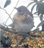  ??  ?? “A large flock of these birds descended on my cotoneaste­r bush and stripped it clean of berries,” says Jim Jack of Monifieth. “I have had waxwings do this before but not fieldfares (which I think these are). It may be something to do with the recent...