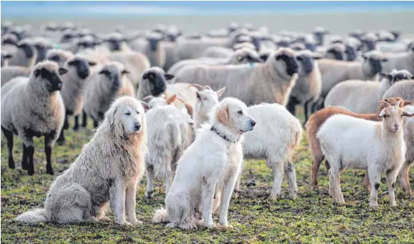  ?? FOTO: DPA ?? Ein bisschen wie der Eier legende Wollmilch-Hund: Herdenschu­tzhunde wie der Pyrenäenbe­rghund sollen Schafe effektiv schützen, ohne aber Menschen gefährlich zu werden.