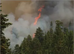  ??  ?? A tree explodes into flames as the wind whips up the southern front of a wildfire as it burns near Sisters, Ore., on Thursday. ANDY TULLIS / THE BULLETIN VIA AP