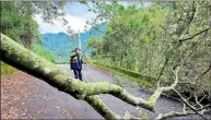  ?? PHOTO COURTESY OF A READER ?? A police officer removes a fallen tree from a road in Taichung yesterday.