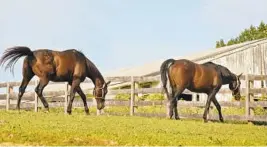  ?? AMY DAVIS/BALTIMORE SUN ?? Residents and volunteers are expressing concern that horses are becoming the prime focus of the Center for Maryland Agricultur­e and Farm Park, known as the Ag Center.