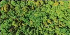  ?? Foto: Patrick Pleul, dpa ?? Bestehende Urwälder in Europa sollen besser geschützt werden, neue Bäume dazukommen. So stellt es sich die EU-Kommission vor.