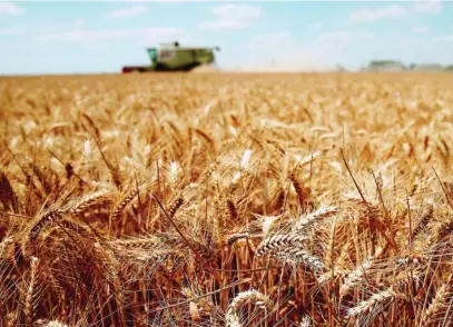  ?? REUTERS ?? Una cosechador­a trabajando en un campo de trigo