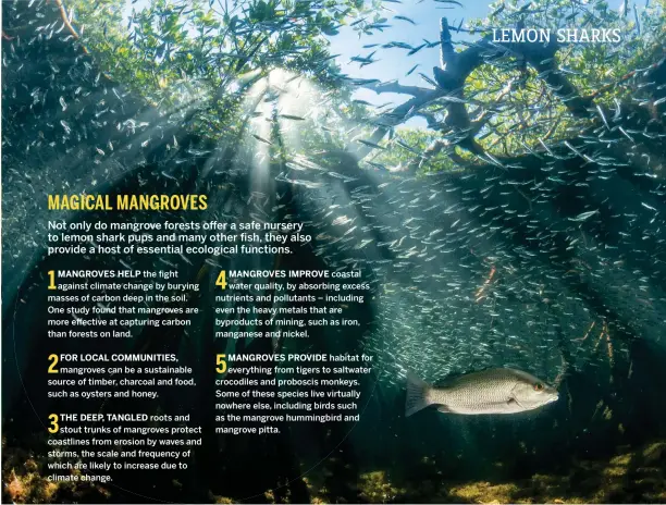  ??  ?? Above: the warm sea water and abundant plant life of mangroves make them extremely rich habitats, although they’re under threat from climate change and developmen­t often associated with tourism.