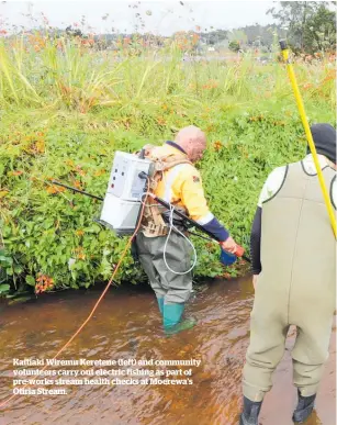  ?? ?? Kaitiaki Wiremu Keretene (left) and community volunteers carry out electric fishing as part of pre-works stream health checks at Moerewa’s Otiria Stream.