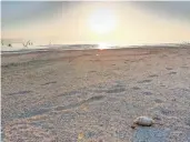  ?? JAY CALDERON, THE DESERT SUN ?? The northwest shoreline of the Salton Sea is littered with dead birds.