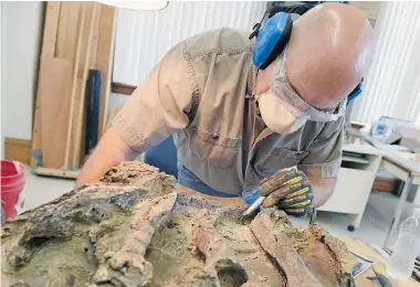  ?? PHOTOS: DON HEALY/Leader-Post ?? Wes Long, curatorial assistant for paleontolo­gy at the Royal Saskatchew­an Museum, works on removing the rock around
the fossil chest of a 69-million-year-old Plesiosaur in Regina on Friday.