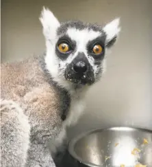  ?? San Francisco Zoo & Gardens ?? Maki, a 21yearold ringtailed lemur found in Daly City, was taken in a burglary from the San Francisco Zoo, police said.