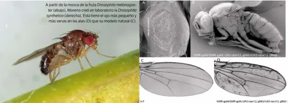  ??  ?? A partir de la mosca de la fruta Drosophila melanogast­er (abajo), Moreno creó en laboratori­o la Drosophila synthetica (derecha). Esta tiene el ojo más pequeño y más venas en las alas (D) que su modelo natural (C).