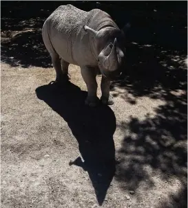  ?? ?? Estos animales llegan a vivir hasta 60 años.