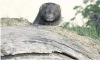  ?? Picture by Darin Smith ?? A mink