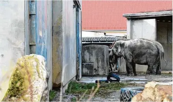  ?? Foto: Silvio Wyszengrad ?? So sieht das Elefantenh­aus im Augsburger Zoo aus: Es ist veraltet und entspricht nicht mehr den Anforderun­gen einer modernen Tierhaltun­g. Der Zoo sammelt aktuell Geld für eine neue Anlage und hofft, dass die Kalkulatio­n stimmt.