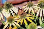  ?? [PHOTO BY MELINDA INFANTE] ?? In addition to food, the community garden offers a way station for butterflie­s during their migration. Sunflowers are the preferred plant for butterflie­s.