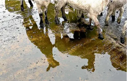  ?? PHOTO: MURRAY WILSON/STUFF ?? Stock numbers were down at the Feilding sale yards from the snow and wet conditions.