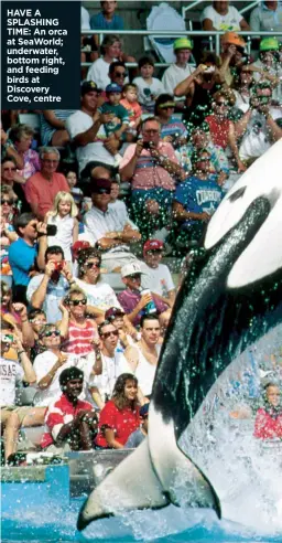  ??  ?? HAVE A SPLASHING TIME: An orca at SeaWorld; underwater, bottom right, and feeding birds at Discovery Cove, centre