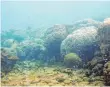  ?? FOTO: KATHARINA FABRICIUS/AUSTRALIAN/DPA ?? Um Korallenri­ffe steht es schlecht.