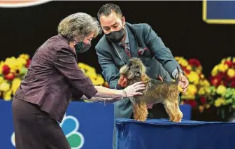  ?? Courtesy photo ?? Judge KarenWilso­n inspects Chester, Laura McIngvale Brown’s award-winning affenpinsc­her. The dog will compete in the National Dog Show, shown by handler Alfonso Escobedo.