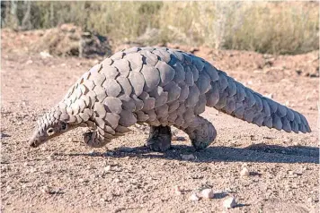  ?? ?? Pangolin... one of the endangered species