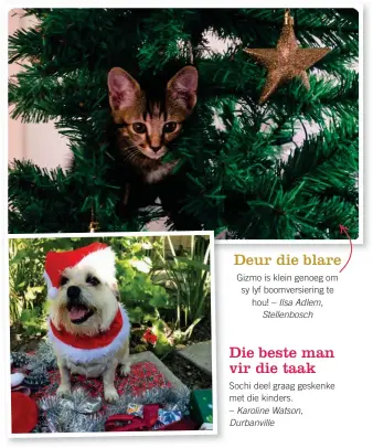  ??  ?? Bederf jou dieremaat elke maand met ’n Happy Tails-boks vol bederfies soos snoep-, speel- en kougoed (vanaf R399, happytails­box.co.za).