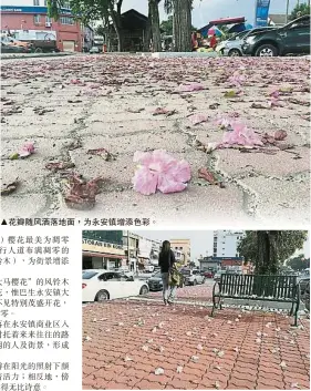  ??  ?? ▲花瓣隨風灑落地面，為永安鎮增添色彩。▲粉紅色的花瓣散落紅色­地磚的行人道上，襯托着來來往往的路人，構成一幅美景。