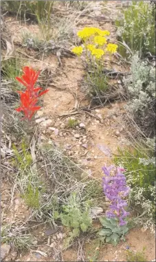  ??  ?? Lavender sidebells penstemon (Penstemon secundiflo­rus), red paintbrush (Castilleja integra), yellow lobeleaf ragwort blooming along the Rift Valley Trail at the Río Grande Gorge.
