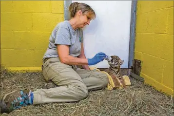  ?? PHOTOS BY NATIONAL ZOO ?? A caretaker at the National Zoo feeds a Sumatran tiger cub from a bottle. He was flown to the San Diego Zoo to join another tiger cub.