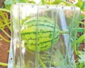  ??  ?? Juan Kanasawa, de Yvaroty, produce melones colgantes.