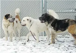  ?? LARRY WONG ?? Three adult St. Bernard dogs that were up for adoption at the Edmonton Humane Society will go to the same home.