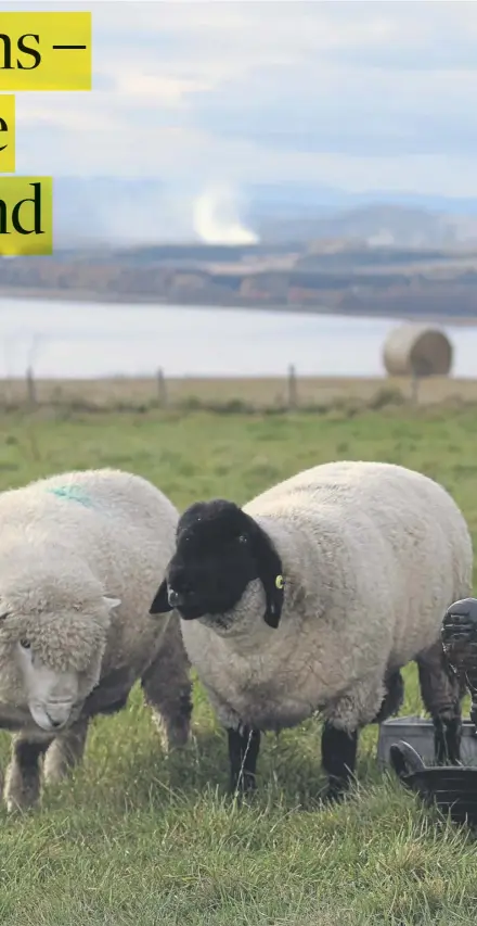  ?? ?? Farmer and author James Oswald crafts his latest novel watched by his sheep