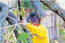  ??  ?? LEFT: An Oklahoma Baptists Disaster Relief crew member works cuts a limb on Friday at a Bethany home.