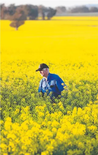  ??  ?? NUTRIENT: Canola growing near Wagga Wagga in New South Wales.