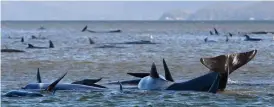  ?? FOTO: BRODIE WEEDING/AP/TT ?? Upp emot 270 valar strandade på australisk­a Tasmanien, nära orten Strahan, på måndagen.