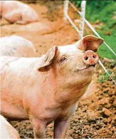  ?? Foto: Shuttersto­ck ?? Nesmějí ven Farmáři v oblasti vytyčené veterináři nesmějí chovat prasata venku ani je krmit obilovinam­i sklizenými v okolí.